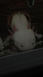 Axolotl gezocht omgeving overijssel, 0 tot 2 jaar