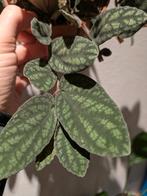 Pellionia Pulchra kamerplant terrariumplant stekjes, Ophalen of Verzenden, Halfschaduw, Minder dan 100 cm