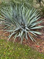 Yucca filamentosa 2 stuks, Ophalen, Overige soorten, Volle zon