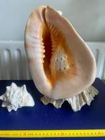 Reuzen helmpschelp op doopvontschelp, Verzamelen, Mineralen en Fossielen, Ophalen of Verzenden, Schelp(en)