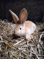 Jonge vlaamse reus, Dieren en Toebehoren, Konijnen, Mannelijk, Groot