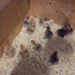 Hele mooie cochin kriel hennetjes, Dieren en Toebehoren, Pluimvee, Vrouwelijk, Kip