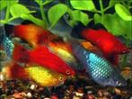 meer dan 50 soorten Molly, zwaarddrager, platy kleurige vis, Vis