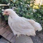 Cochin kriel haantjes gladveer en zijdeveer, Dieren en Toebehoren, Pluimvee, Mannelijk, Kip