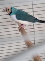 Prachtige koppel blauwe goulds, Dieren en Toebehoren, Vogels | Overige Vogels, Meerdere dieren