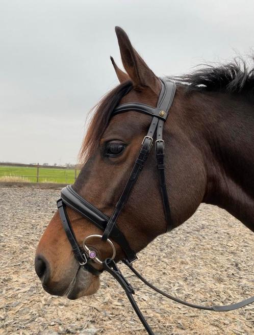 Zeer Mooi BR hoofdstel / Maat: Cob, Dieren en Toebehoren, Paarden en Pony's | Hoofdstellen en Tuigage, Overige soorten, Ophalen