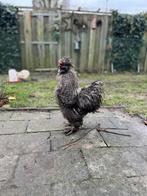 Zijdehoen haan van bijna jaar zoekt huis, Mannelijk, Kip