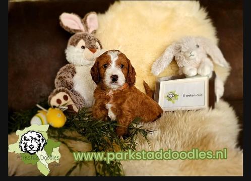 Australian Labradoodle pups Pure-AL ALAEU, Dieren en Toebehoren, Honden | Chihuahua's en Gezelschapshonden, Meerdere dieren, Particulier