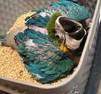 Te reserveren tamme blauwgele ara, Geslacht onbekend, Papegaai, Pratend