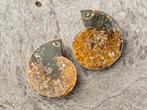 Leuk ammoniet paartje, Verzamelen, Mineralen en Fossielen, Ophalen of Verzenden, Mineraal