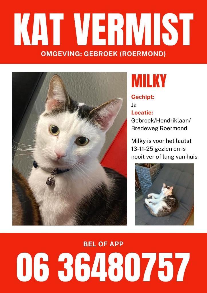 KAT VERMIST! (ROERMOND), Dieren en Toebehoren, Vermiste en Gevonden Dieren, Kat