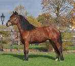 knappe 5 jarige grote D Pony, Dieren en Toebehoren, Pony's, Merrie, B, 3 tot 6 jaar, Gechipt