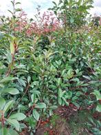 Photinia fr. Red Robin, Tuin en Terras, Ophalen, Halfschaduw, Overige soorten, Lente