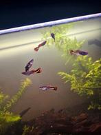 6 mooie guppies, Dieren en Toebehoren, Vissen | Aquariumvissen, Vis