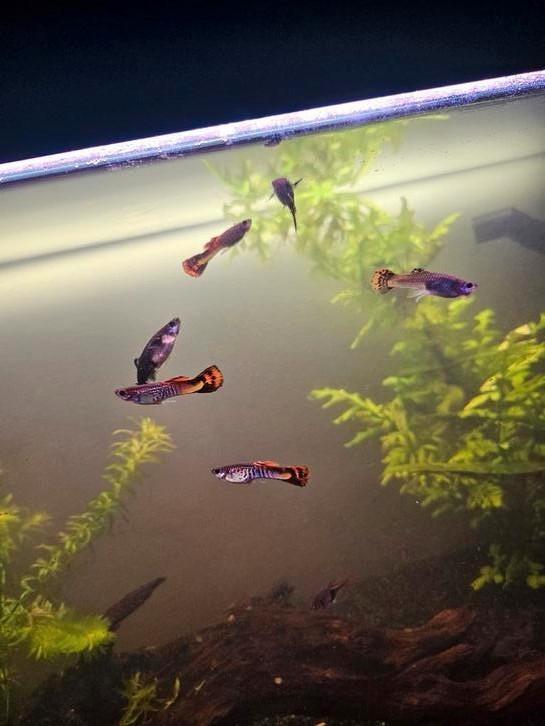 6 mooie guppies, Dieren en Toebehoren, Vissen | Aquariumvissen, Vis