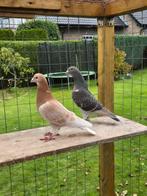 Koppel kleurpostduiven postduiven, Meerdere dieren, Postduif