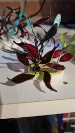 Handgemaakt, Huis en Inrichting, Kamerplanten, Ophalen of Verzenden, Halfschaduw, Minder dan 100 cm