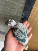 Pyrrhura, Dieren en Toebehoren, Vogels | Parkieten en Papegaaien, Parkiet, Tam