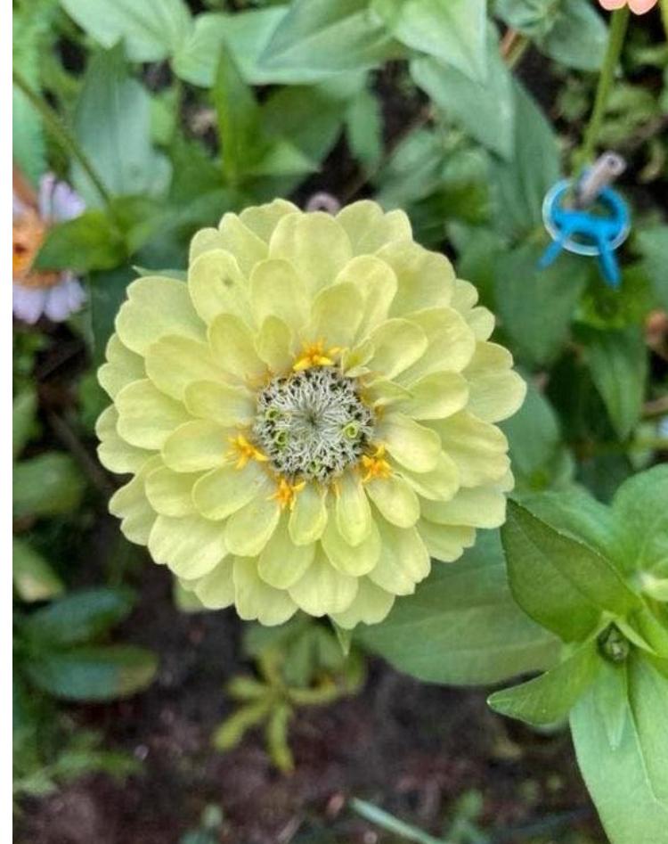 Zinnia ‘Envy Green’ zaden, Tuin en Terras, Bloembollen en Zaden, Verzenden, Volle zon