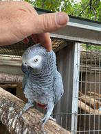 Te koop grijze roodstaarten, Meerdere dieren, Papegaai, Geringd