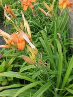 diverse tuinplanten, Tuin en Terras, Vaste plant, Halfschaduw, Zomer, Ophalen