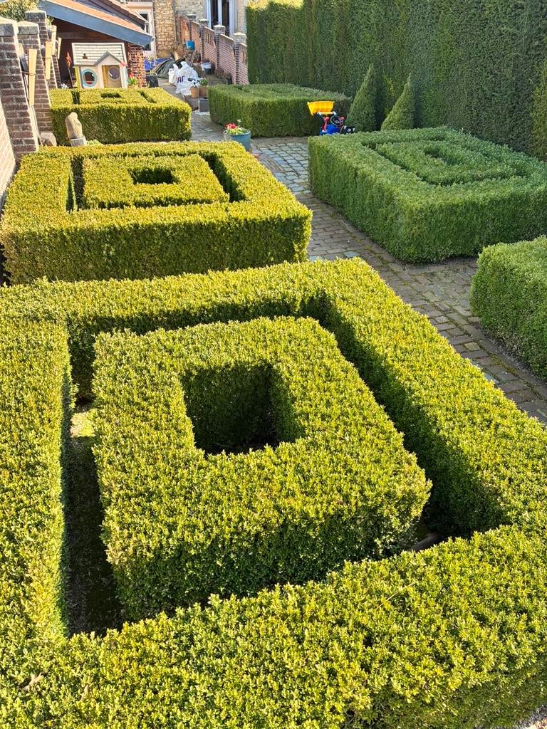 Buxus hagen 55 strekkende meter gratis, Tuin en Terras, Ophalen, Buxus, Minder dan 100 cm