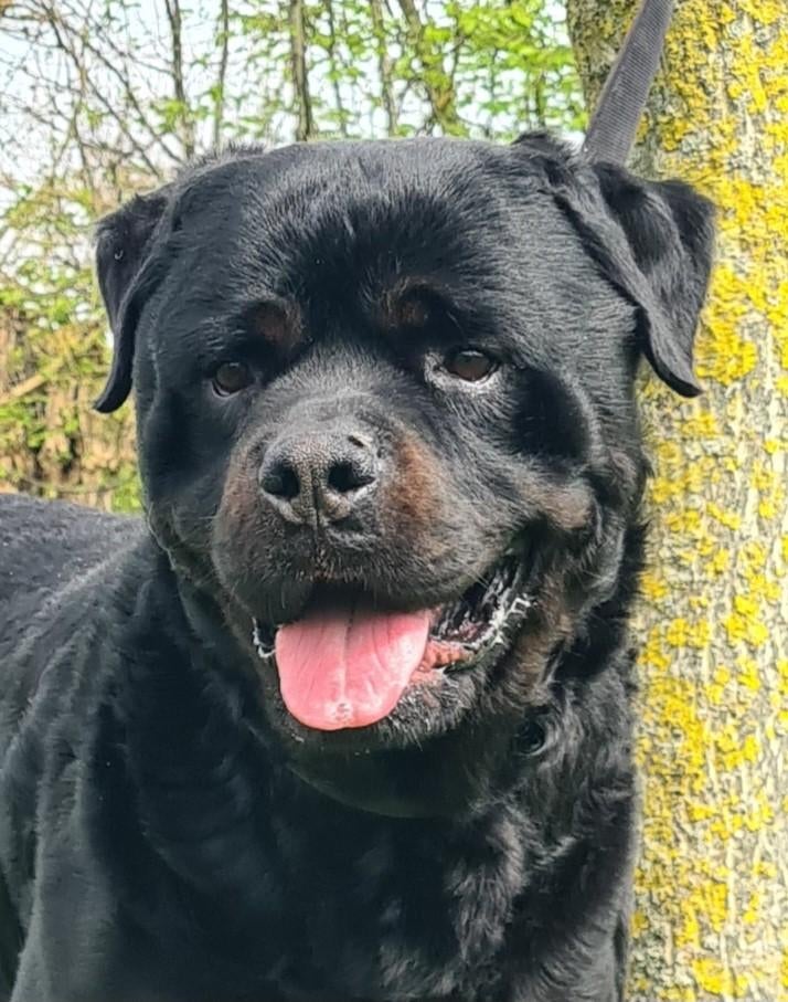 ROTTWEILER, 6 jaar of ouder, Reu, Eén hond, Rottweiler