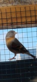 Diverse bastaarden, Meerdere dieren, Wildzangvogel