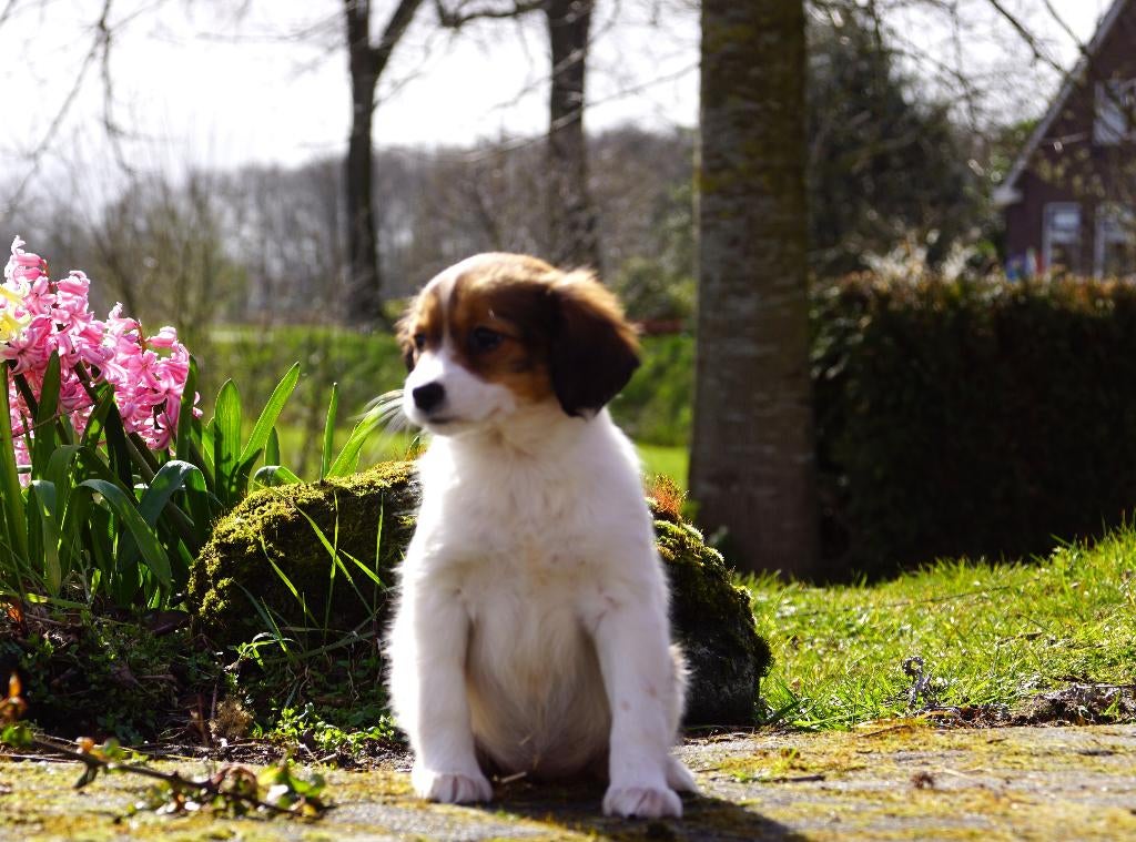 Lieve ondernemende Markiesje pups x Kooiker pups, Parvo, Overige rassen, 8 tot 15 weken, Meerdere