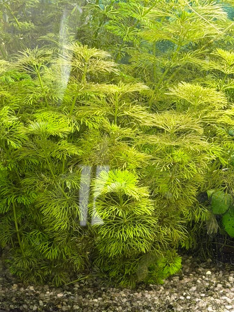 Diverse soorten aquarium planten, Ophalen, Nieuw, Plant(en), Steen of Hout