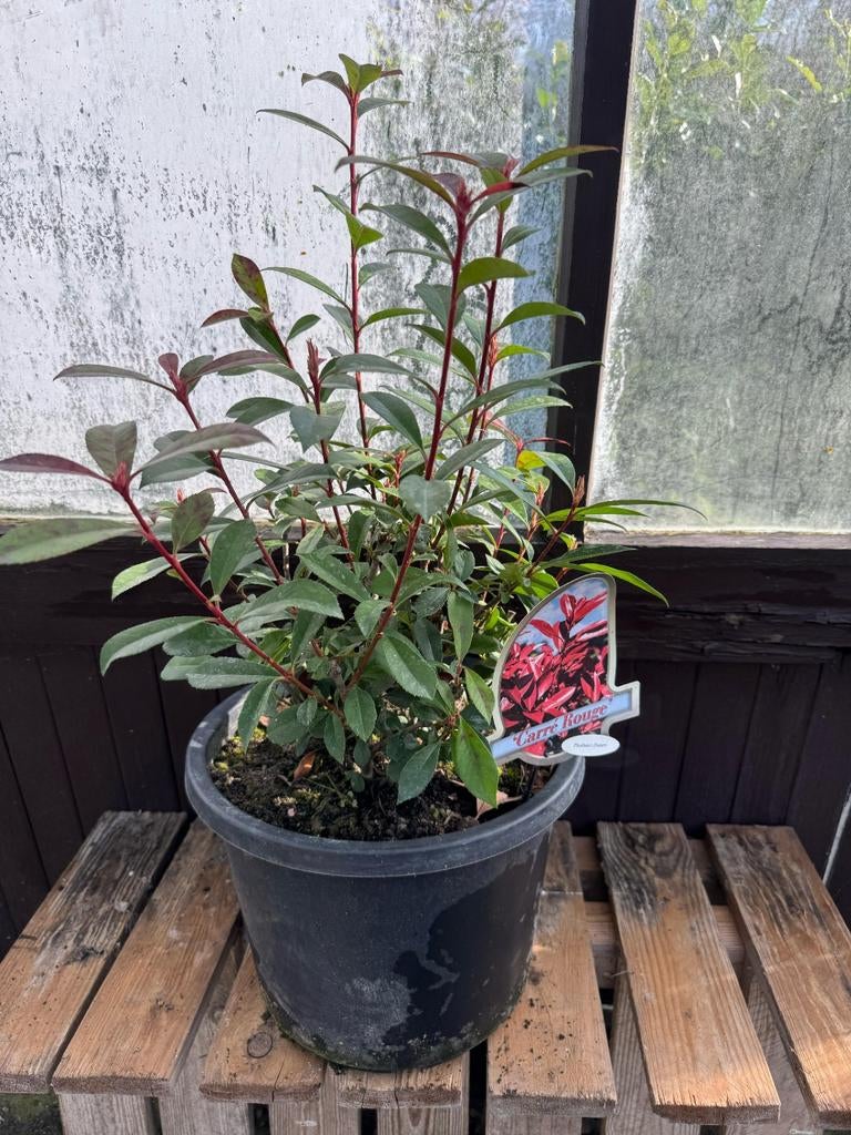Te koop: Een mooie Photinia Red Robin Carré Rouge,, Tuin en Terras, Ophalen