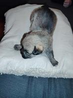 Lieve Boomer pup de laatste, Reu, Eén hond, Klein, Nederland