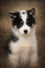 Pups  kruising  samojeed  x husky laatste 2  teefjes, Dieren en Toebehoren, 8 tot 15 weken, Teef, Poolhond, Eén hond