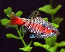 Barbus odessa - Odessa Barbeel - Koidream Valburg, Dieren en Toebehoren, Vissen | Aquariumvissen, Zoetwatervis, Vis