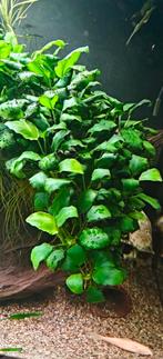Anubias, Ophalen, Plant(en), Steen of Hout