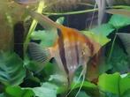Pterophyllum Manacapuru Red Back, Vis