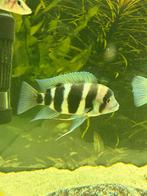 Frontosa Blue Zaire, Vis, Zoetwatervis, Schoolvis