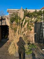 3x Pampasgras 2 m hoog. Gesnoeid. Niet zwaar., Ophalen, Overige soorten, Volle zon