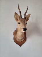 Taxidermie: opgezette hertenkop, Ophalen, Zo goed als nieuw, Wild dier, Opgezet dier