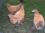 t.k.trio Orpington columbia groot, Dieren en Toebehoren, Pluimvee, Meerdere dieren, Kip