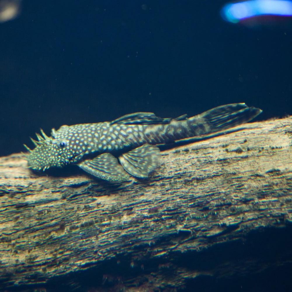 Vis Pleco man, 3 stuks, 5 tot 7 cm, Vis