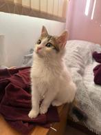 Cat for adoption: BUENO, Dieren en Toebehoren, Katten en Kittens | Overige Katten, Kater, Langharig, 0 tot 2 jaar