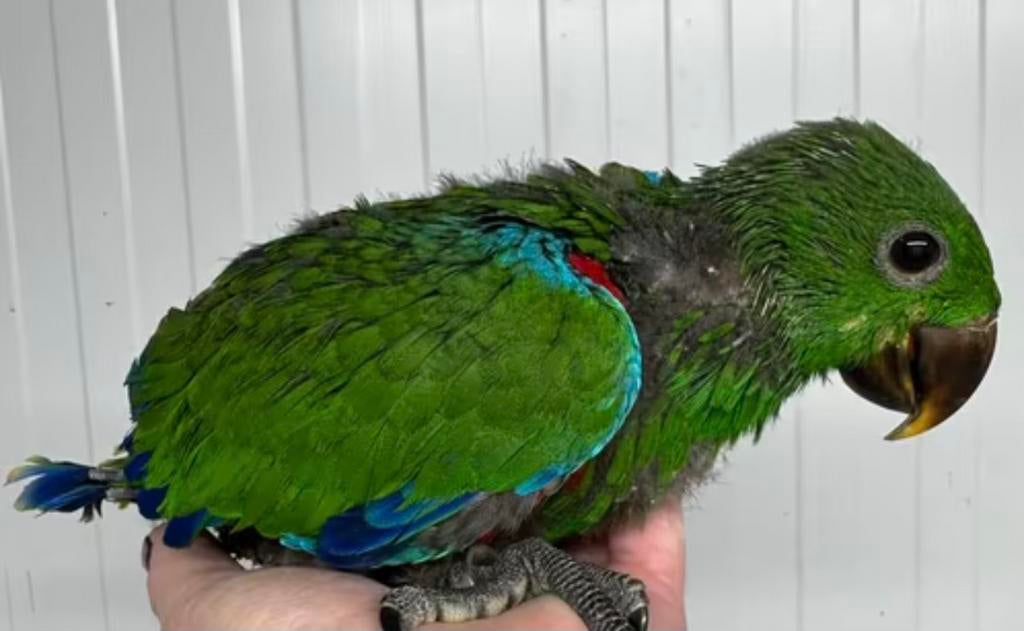 Süper tamme babys Edel Papegaaien, Meerdere dieren, Papegaai, Geringd