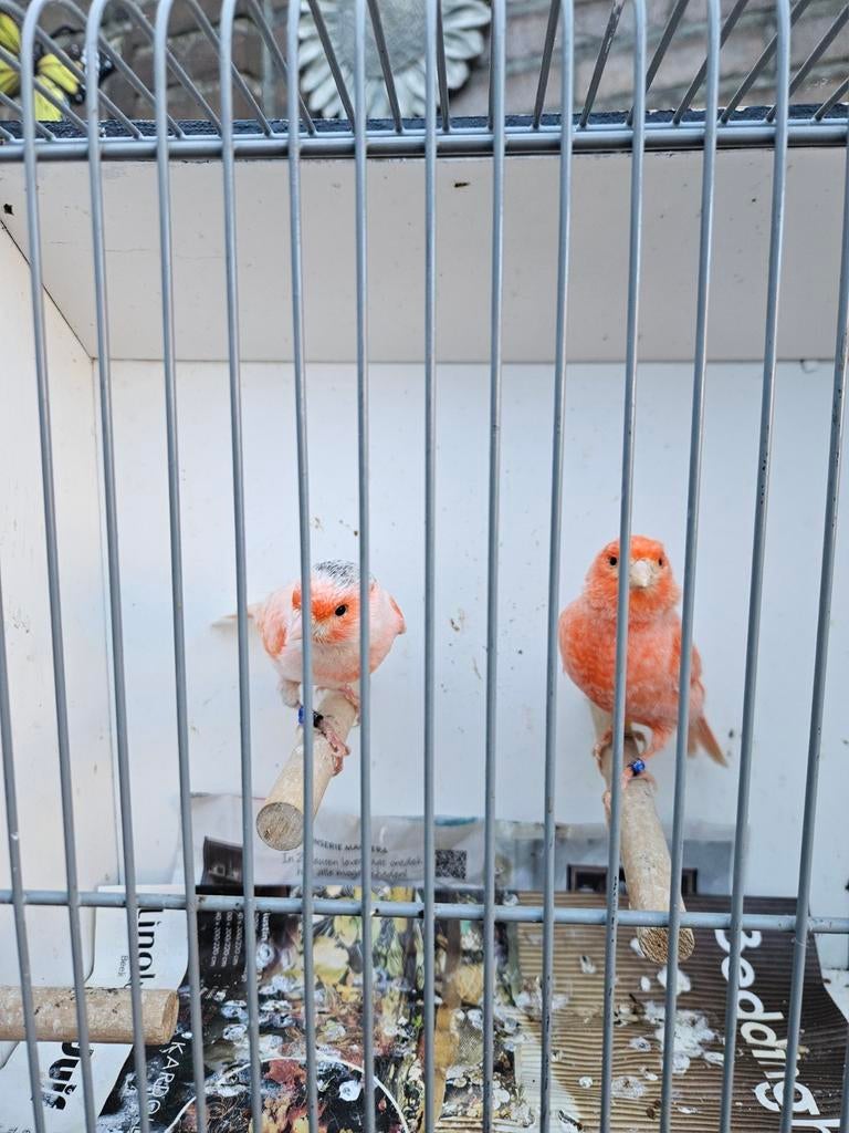 Rode mozaïek., Dieren en Toebehoren, Vogels | Kanaries, Mannelijk, Kleurkanarie