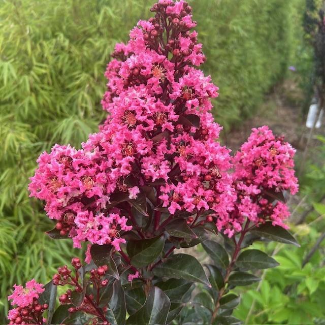Lagerstroemia of Indische sering op stam hoogte 80 cm, Tuin en Terras, Planten | Bomen, Zomer, In pot, Ophalen of Verzenden