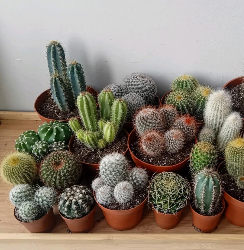 15 cactus    10-25cm, Ophalen, Minder dan 100 cm, In pot, Cactus
