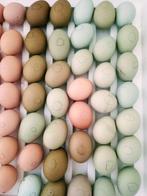 Broedeieren kleur leggers., Geslacht onbekend, Kip