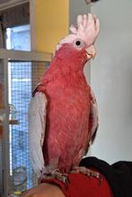 Rose Kaketoe, Mannelijk, Papegaai, Pratend