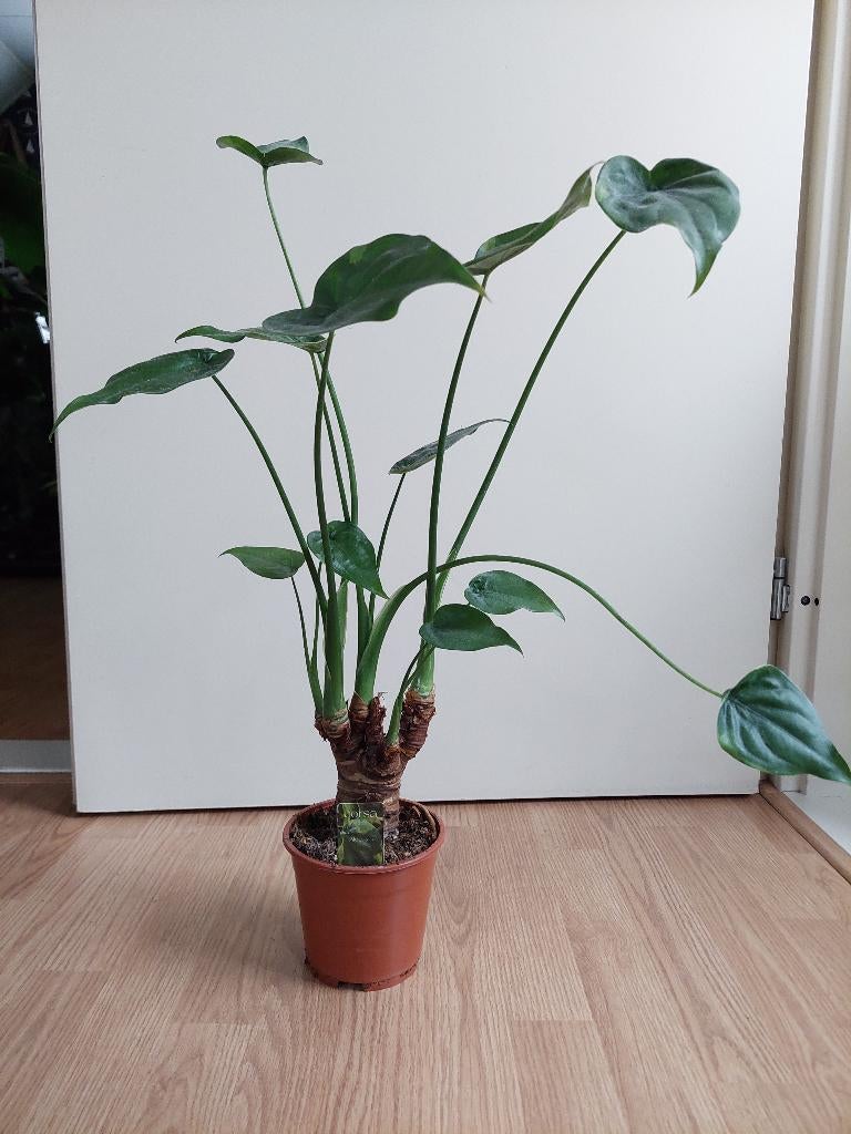 Alocasia Cucullata (op stam) - Olifantsoor H: 60 cm., Huis en Inrichting, Ophalen, Overige soorten, Halfschaduw, Minder dan 100 cm
