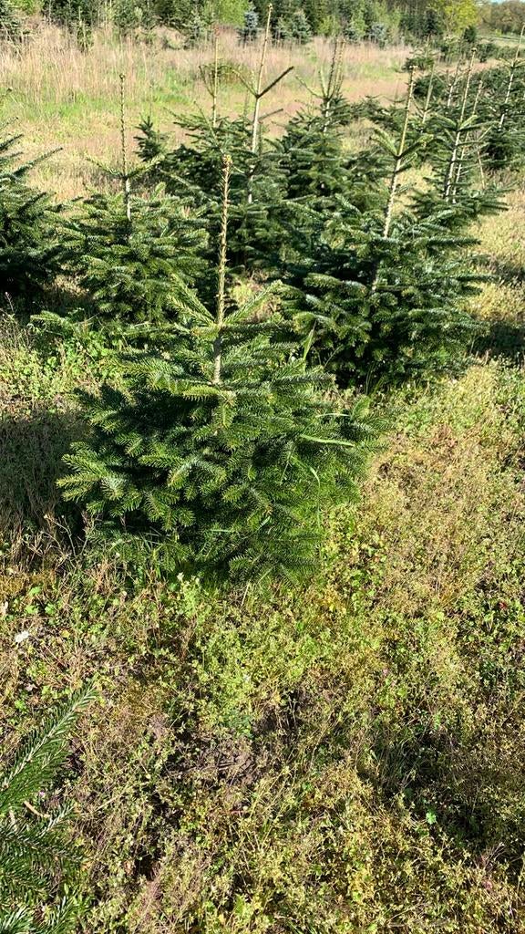 200 stuks Nordmann 1.00 - 1.20 m, Overige soorten, 100 tot 250 cm, Zomer, Ophalen